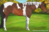 Horse Color:Bay Tobiano