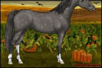 Horse Color:Grullo Appaloosa