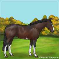 Horse Color:White Spotted Brown 