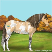 Horse Color:White Spotted Buckskin Roan Appaloosa
