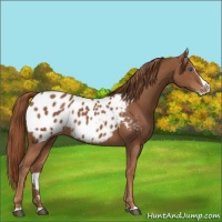 Horse Color:Chestnut Splash Appaloosa 