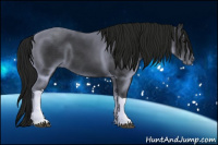 Horse Color:Gray Black