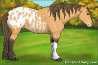 Horse Color:Buckskin Appaloosa 
