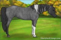 Horse Color:Blue Roan Tobiano