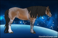 Horse Color:Gray Buckskin 