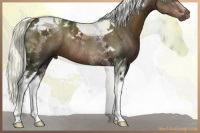 Horse Color:Liver Chestnut Mushroom Tobiano Rabicano