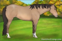 Horse Color:Amber Champagne 