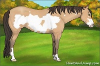 Horse Color:Amber Champagne Frame 