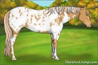 Horse Color:White Spotted Palomino Appaloosa