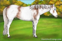Horse Color:White Spotted Silver Bay Splash