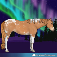 Horse Color:Chestnut Tobiano 