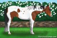 Horse Color:Gray Bay Tobiano