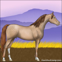 Horse Color:Buckskin Pearl 