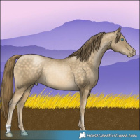 Horse Color:Buckskin Pearl 