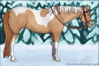 Horse Color:Gold Champagne Tobiano 
