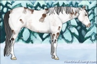 Horse Color:White Spotted Bay