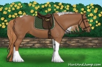 Horse Color:Chestnut Tobiano 