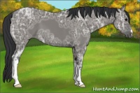 Horse Color:Grullo Ice 