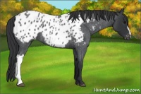 Horse Color:Blue Roan Appaloosa 