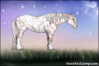 Horse Color:Watercolor White Spotted Silver Brown Dun Sabino Appaloosa 