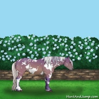 Horse Color:Watercolor White Spotted Silver Brown 