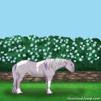 Horse Color:Watercolor Silver Brown Dun Tobiano 
