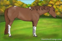 Horse Color:Chestnut Sabino Tobiano 