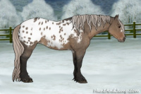 Horse Color:Gray White Spotted Silver Grullo Roan Frame Appaloosa Rabicano 