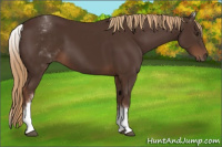 Horse Color:White Spotted Liver Chestnut Sabino 