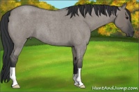 Horse Color:Grullo Roan 