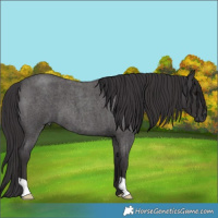 Horse Color:Smoky Blue Roan