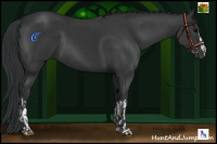 Horse Color:Black Rabicano  and Black 