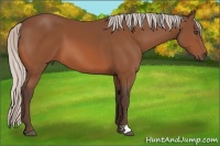 Horse Color:Silver Bay 