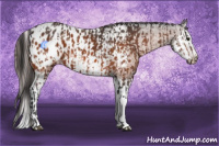 Horse Color:Bay Appaloosa  and Bay Splash Appaloosa 