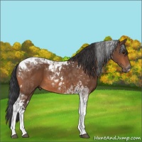 Horse Color:Bay Tobiano  and Bay Tobiano 