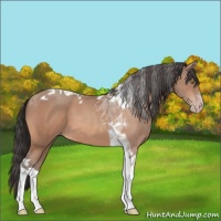 Horse Color:Sable Champagne Tobiano 