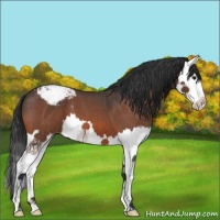 Horse Color:Brown Roan Splash Varnish