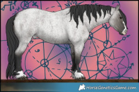 Horse Color:Grullo Roan 