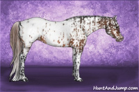 Horse Color:Bay Appaloosa  and Bay Appaloosa 