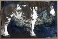 Horse Color:Liver Chestnut Sabino Splash Rabicano 