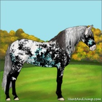 Horse Color:Amber Champagne Sabino 
