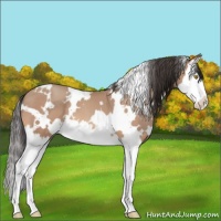 Horse Color:White Spotted Amber Champagne Splash 