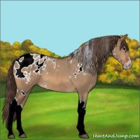 Horse Color:White Spotted Bay Dun Tobiano Appaloosa 