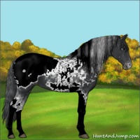 Horse Color:White Spotted Black Tobiano Appaloosa 