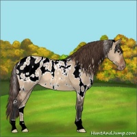 Horse Color:White Spotted Bay Dun Appaloosa