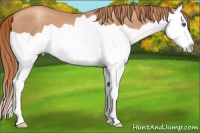 Horse Color:Gold Champagne Splash 