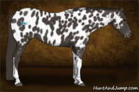 Horse Color:Smoky Black Tobiano Appaloosa 
