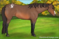 Horse Color:Bay Roan Appaloosa 