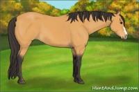 Horse Color:Buckskin 