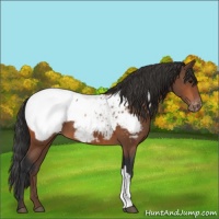 Horse Color:Bay Appaloosa